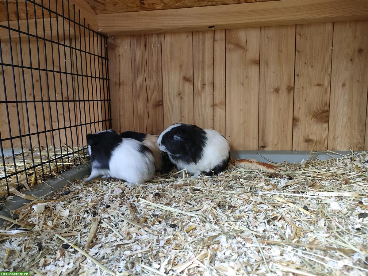 Bild 4: Junge Meerschweinchen Baby abzugeben