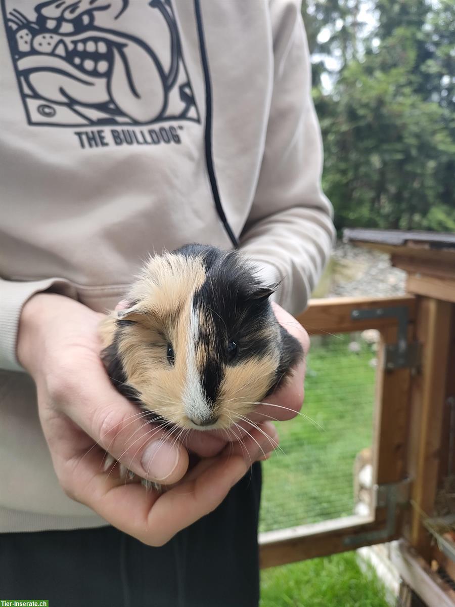 Bild 5: Junge Meerschweinchen Baby abzugeben