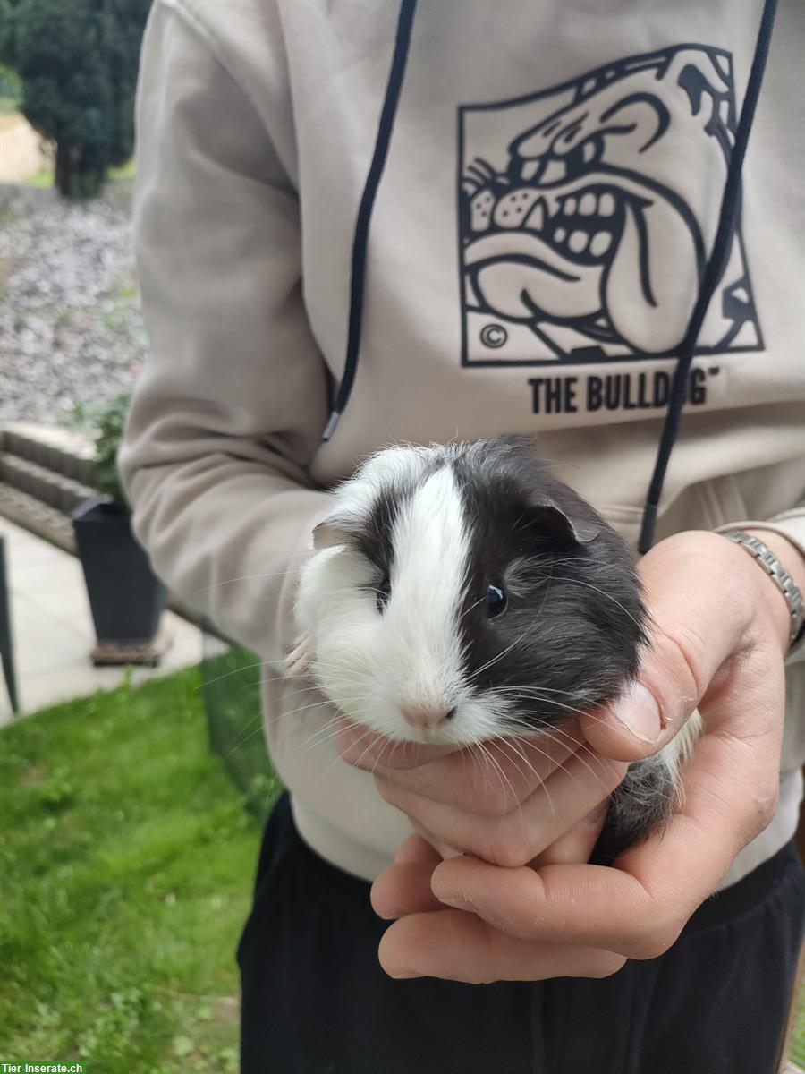 Bild 6: Junge Meerschweinchen Baby abzugeben