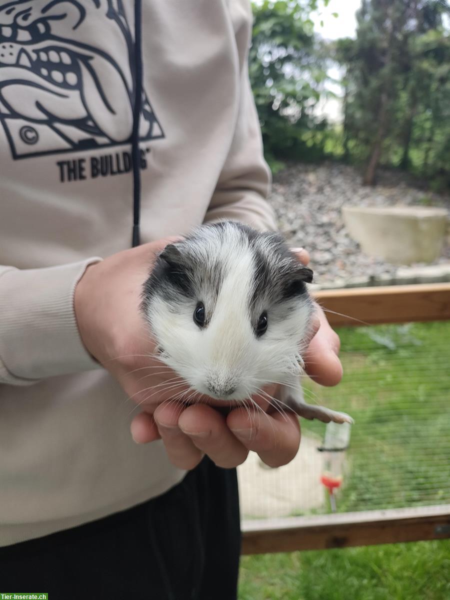Bild 7: Junge Meerschweinchen Baby abzugeben