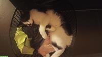 Kater Miro, kastriert sucht liebevollen Lebensplatz