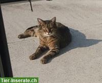 Biete Katzenbetreuung, Region Fehraltorf / Turbenthal / Bauma