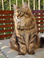 2 Hauskatzen Weibchen kastriert GRATIS abzugeben