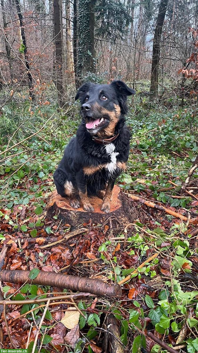 Bild 2: Border Collie x Berner Sennenhund x Appenzeller x Berger de Pyrénée