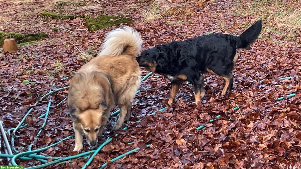Bild 3: Border Collie x Berner Sennenhund x Appenzeller x Berger de Pyrénée