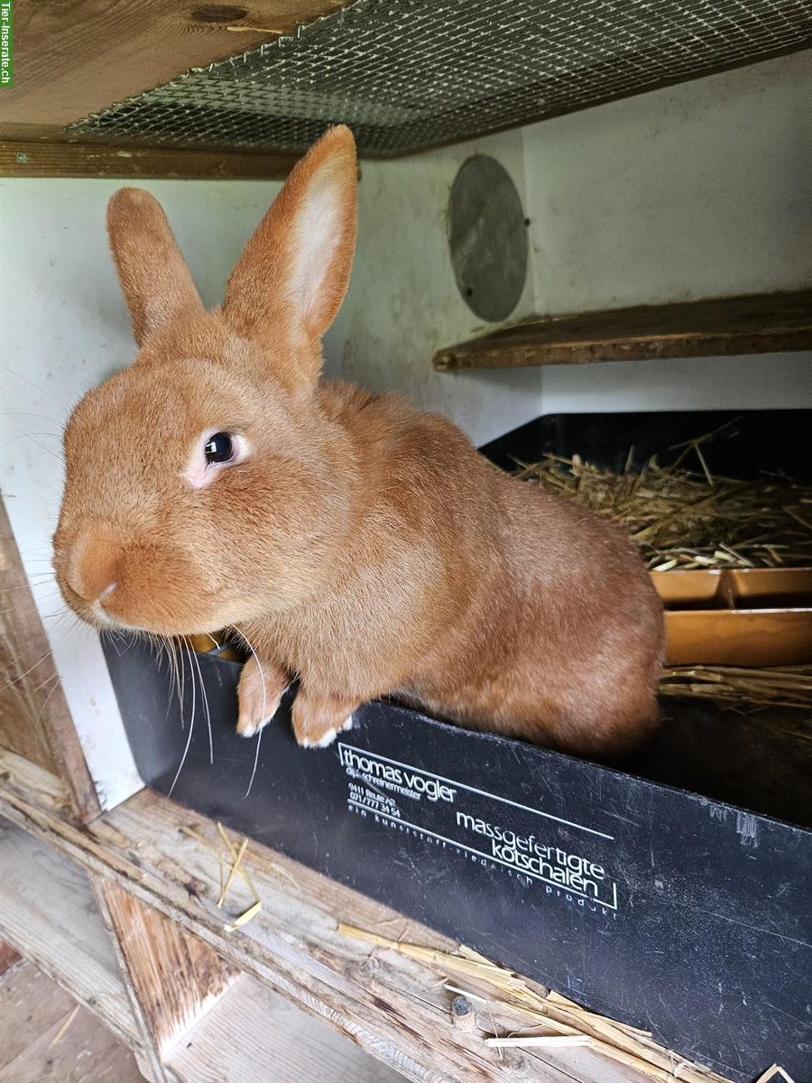 Roter Neuseeländer Kaninchen Rammler
