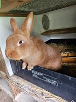 Roter Neuseeländer Kaninchen Rammler