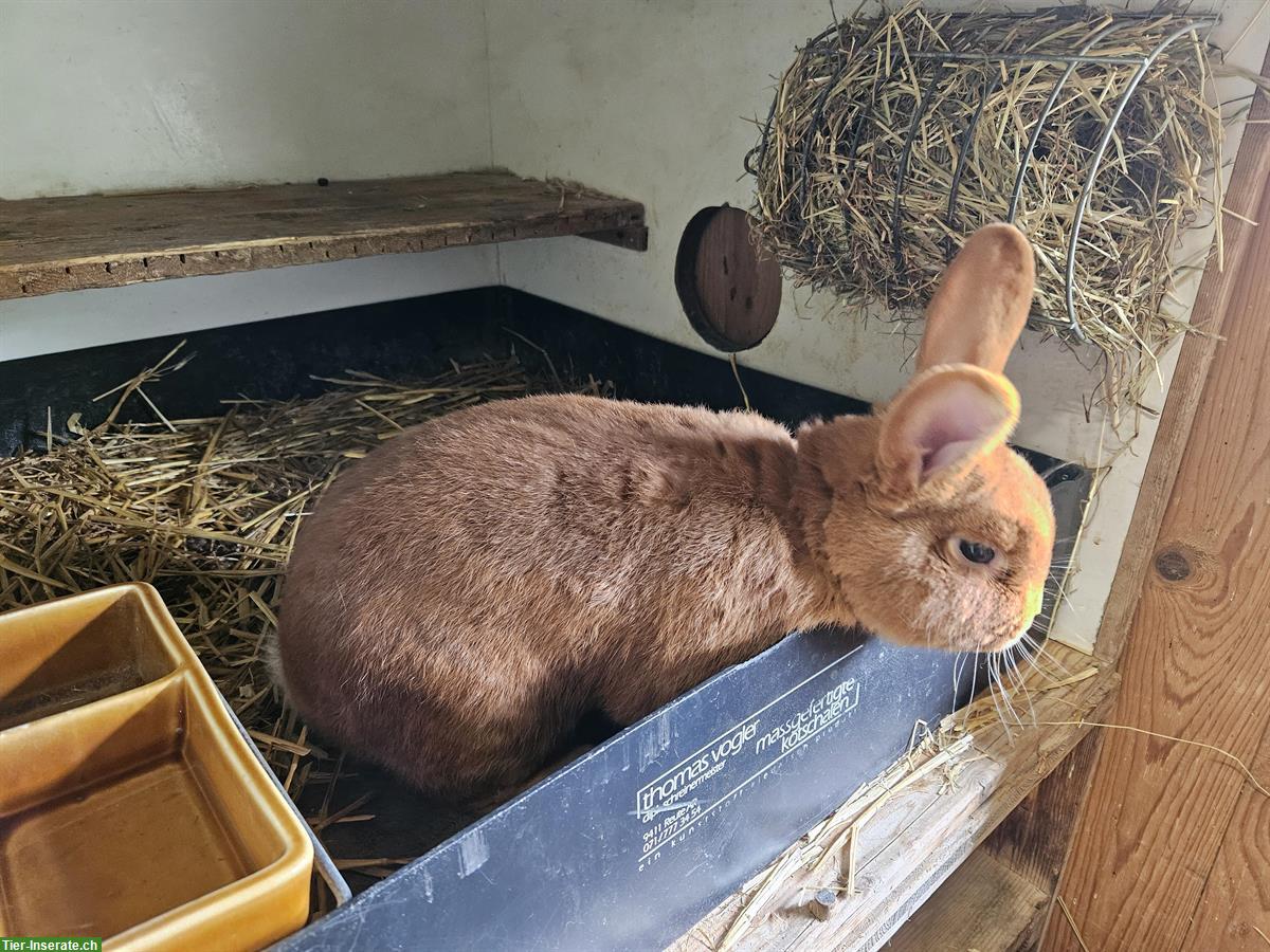 Bild 2: Roter Neuseeländer Kaninchen Rammler
