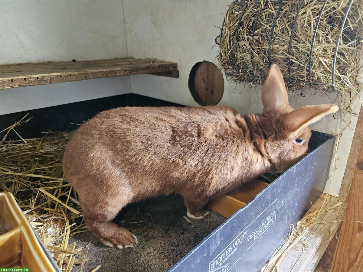 Bild 3: Roter Neuseeländer Kaninchen Rammler