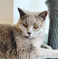 🐾 British Shorthair Katze sucht ruhiges Zuhause 🐾