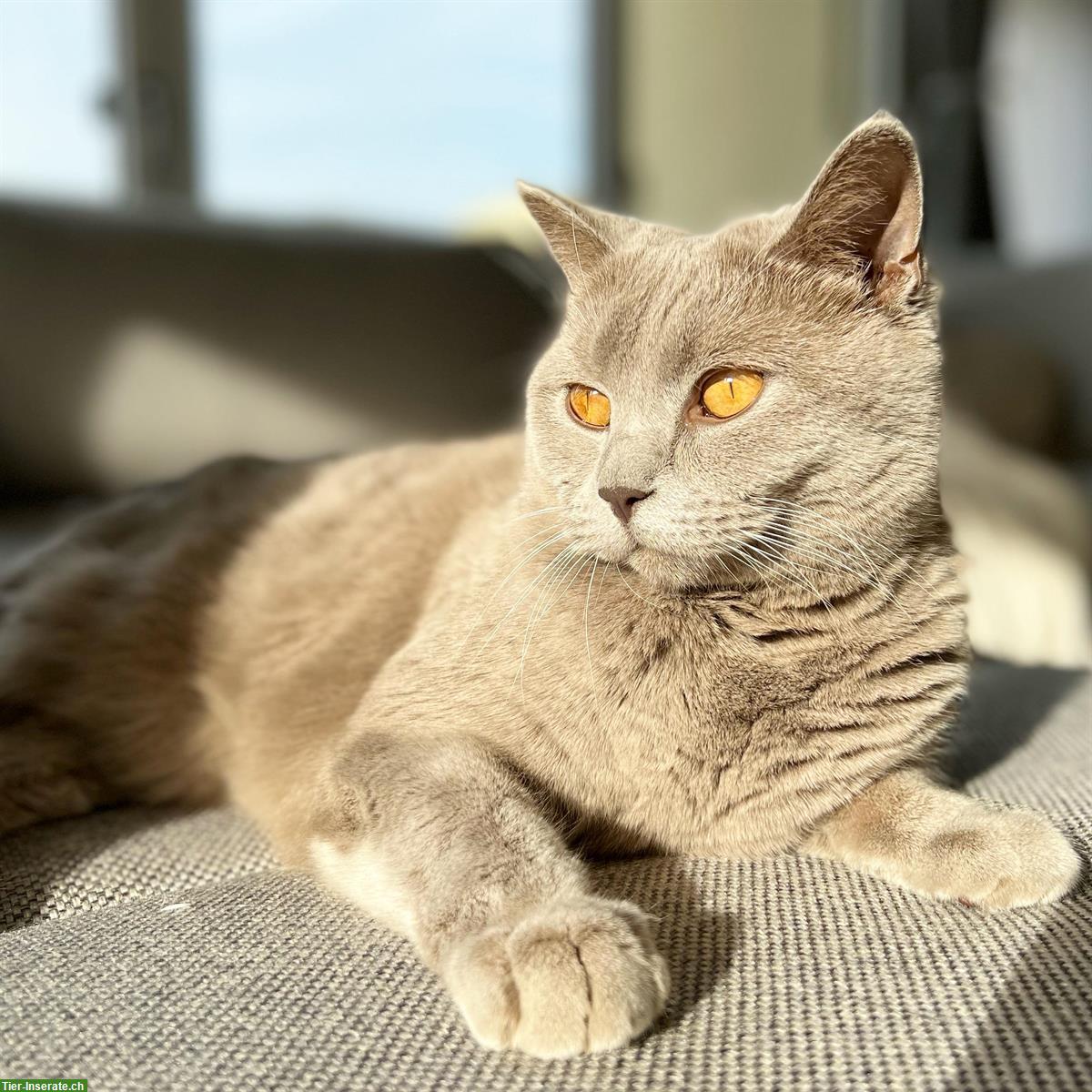 Bild 2: 🐾 British Shorthair Katze sucht ruhiges Zuhause 🐾