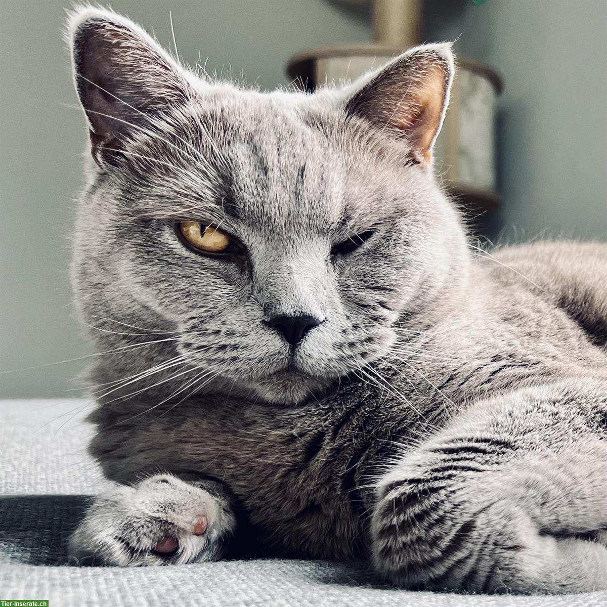 Bild 3: 🐾 British Shorthair Katze sucht ruhiges Zuhause 🐾