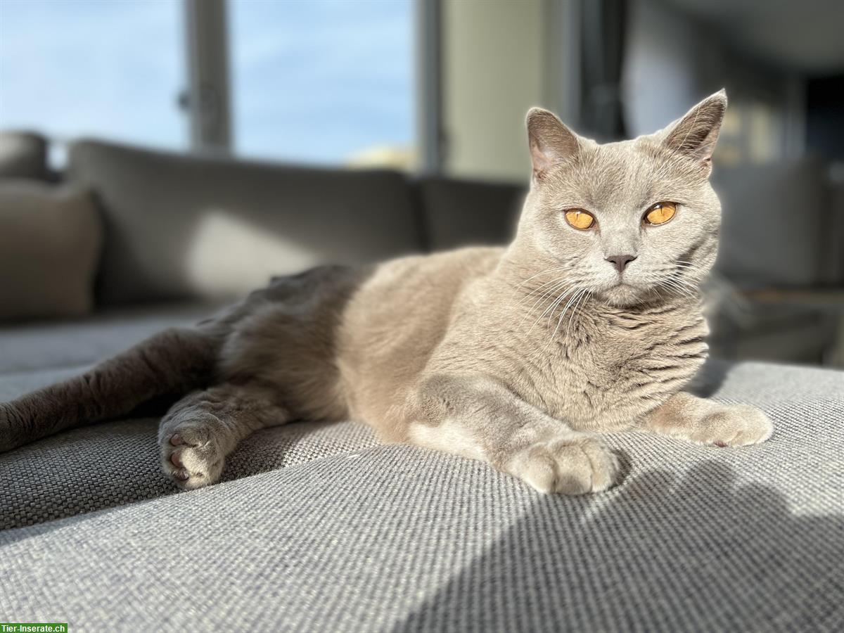 Bild 4: 🐾 British Shorthair Katze sucht ruhiges Zuhause 🐾