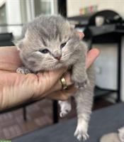 Reinrassige BKH Kitten suchen ein Zuhause