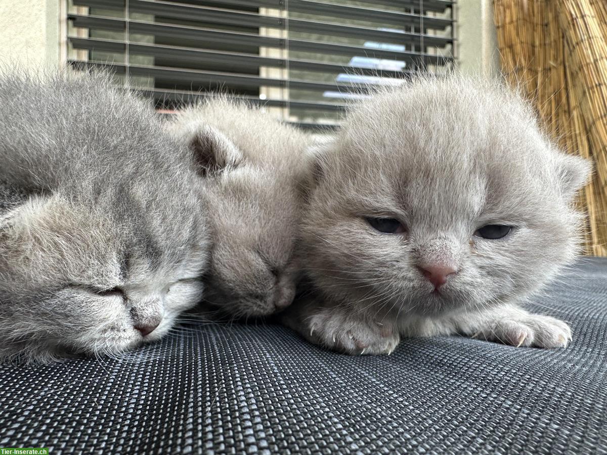 Bild 2: Reinrassige BKH Kitten suchen ein Zuhause