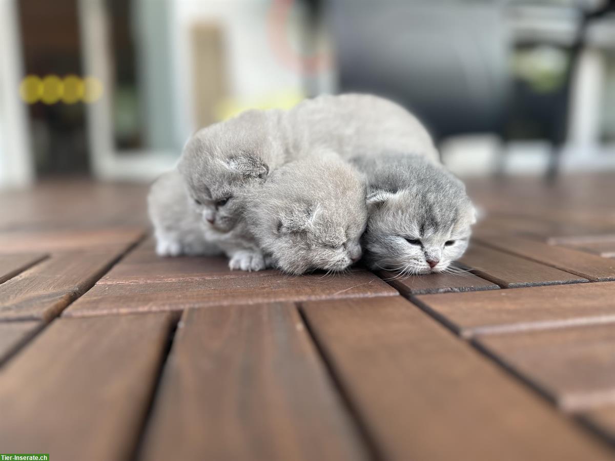 Bild 3: Reinrassige BKH Kitten suchen ein Zuhause
