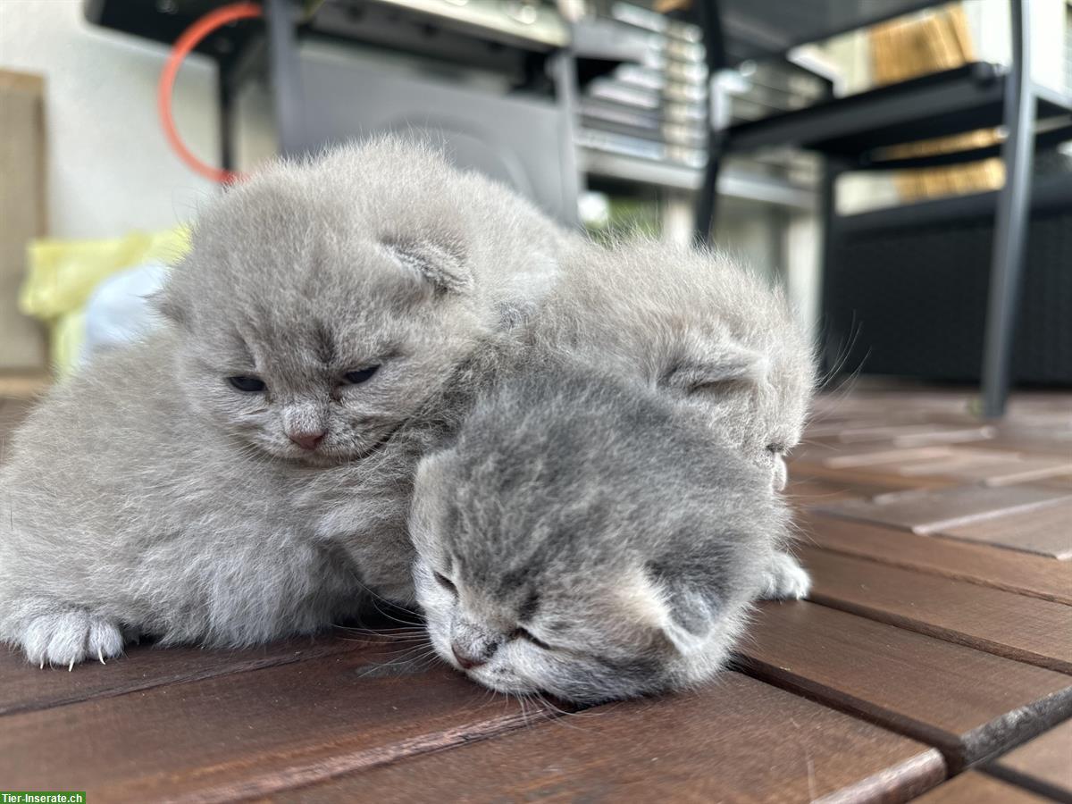 Bild 4: Reinrassige BKH Kitten suchen ein Zuhause