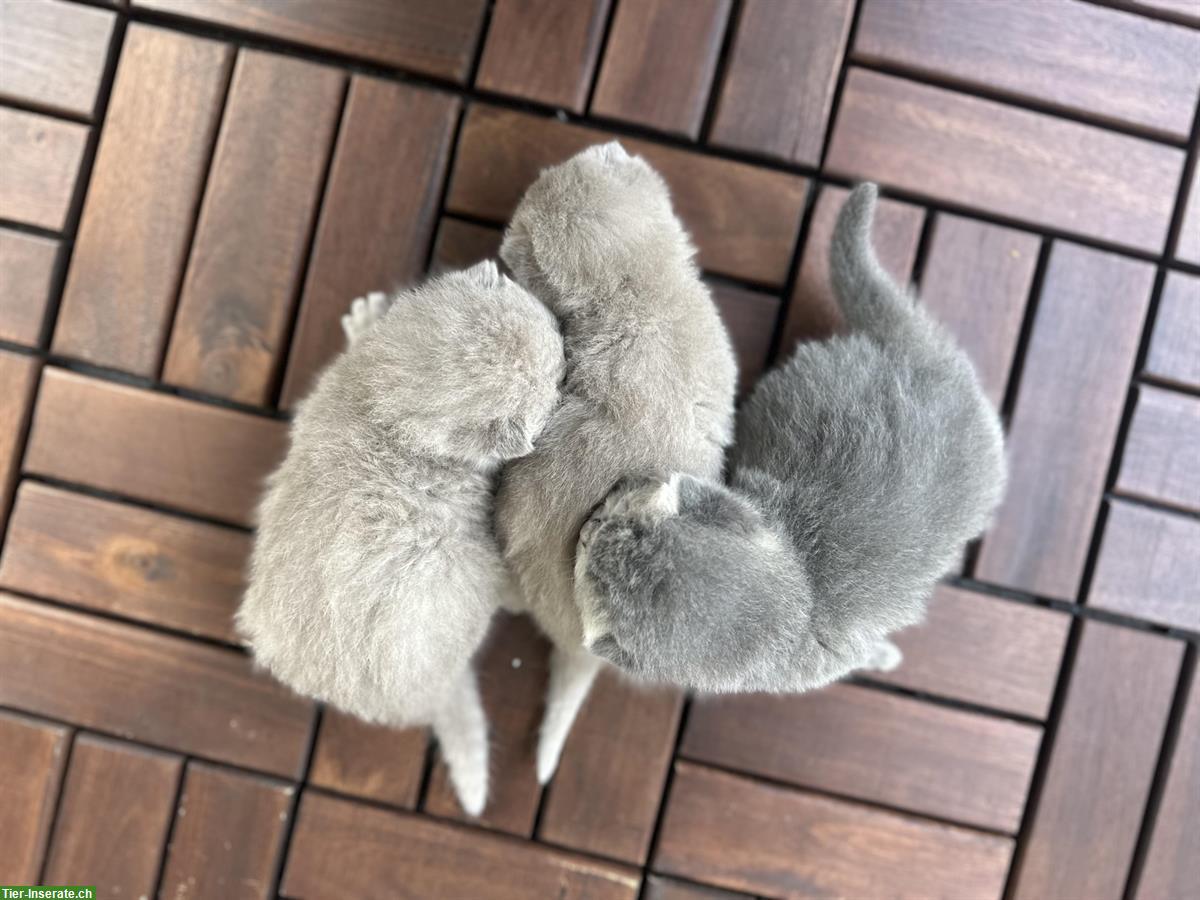 Bild 5: Reinrassige BKH Kitten suchen ein Zuhause