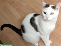 Katzen Simba & Lucy 5j. suchen dringend Zuhause in Wohnungshaltung