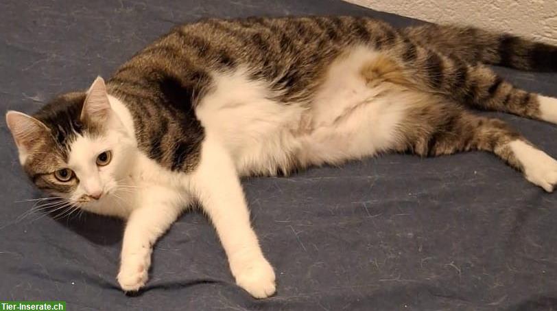 Bild 2: Katzen Simba & Lucy 5j. suchen dringend Zuhause in Wohnungshaltung
