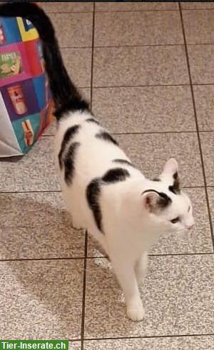 Bild 3: Katzen Simba & Lucy 5j. suchen dringend Zuhause in Wohnungshaltung