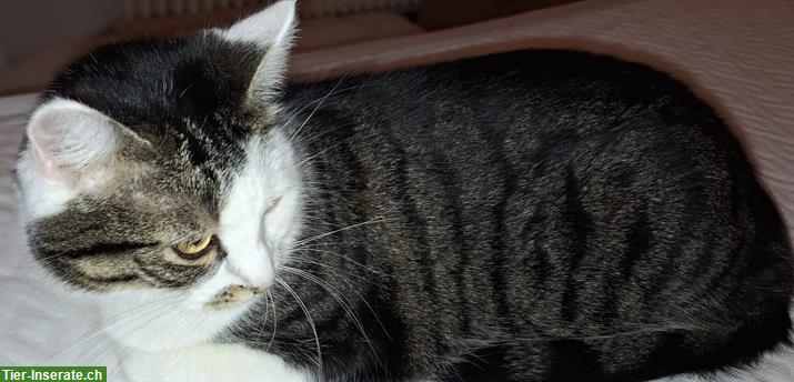 Bild 4: Katzen Simba & Lucy 5j. suchen dringend Zuhause in Wohnungshaltung