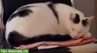 Bild 5: Katzen Simba & Lucy 5j. suchen dringend Zuhause in Wohnungshaltung