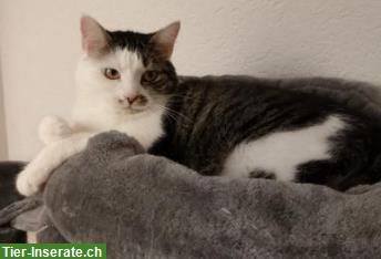 Bild 6: Katzen Simba & Lucy 5j. suchen dringend Zuhause in Wohnungshaltung