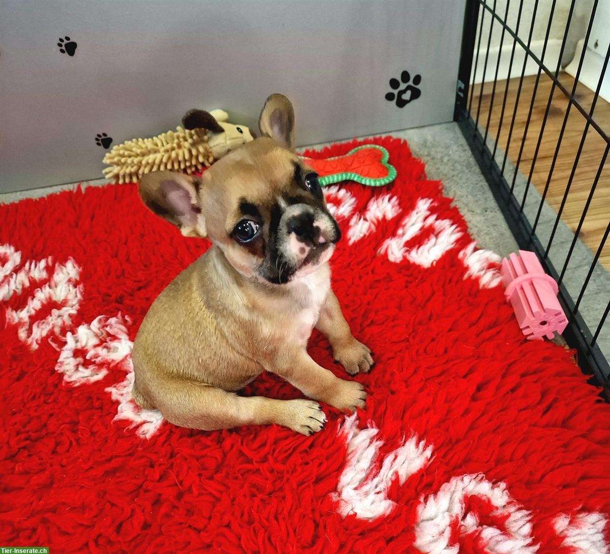 Französische Bulldogge Welpe mit Ahnentafel