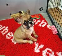 Französische Bulldogge Welpe mit Ahnentafel