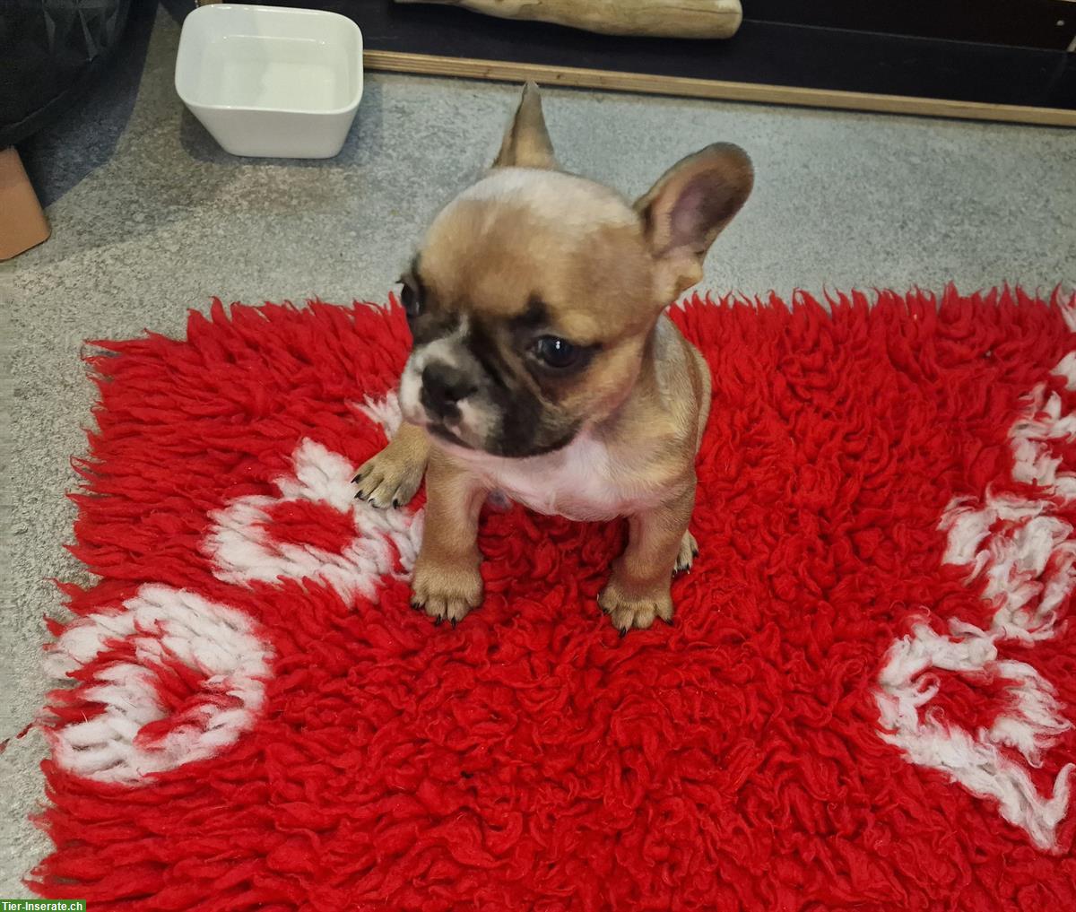 Bild 2: Französische Bulldogge Welpe mit Ahnentafel
