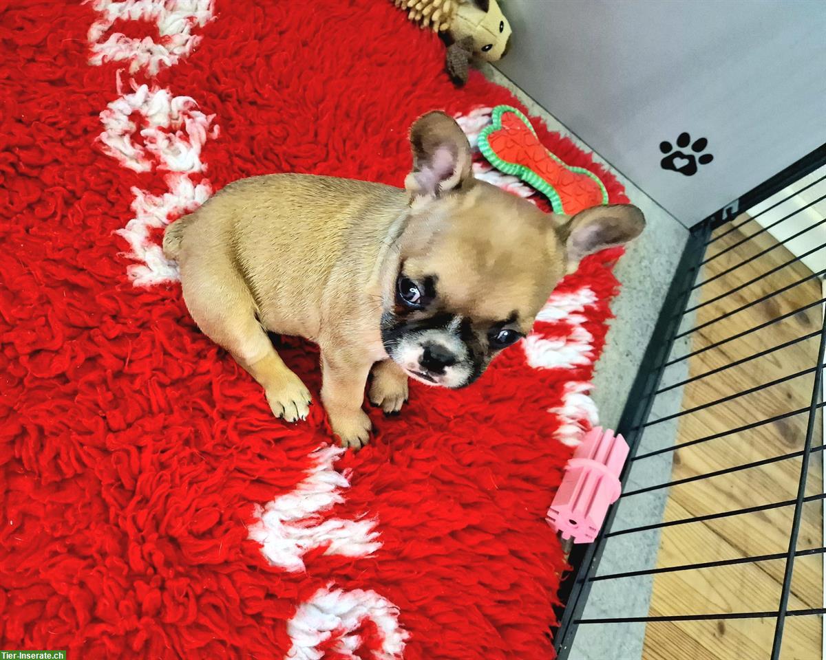 Bild 3: Französische Bulldogge Welpe mit Ahnentafel