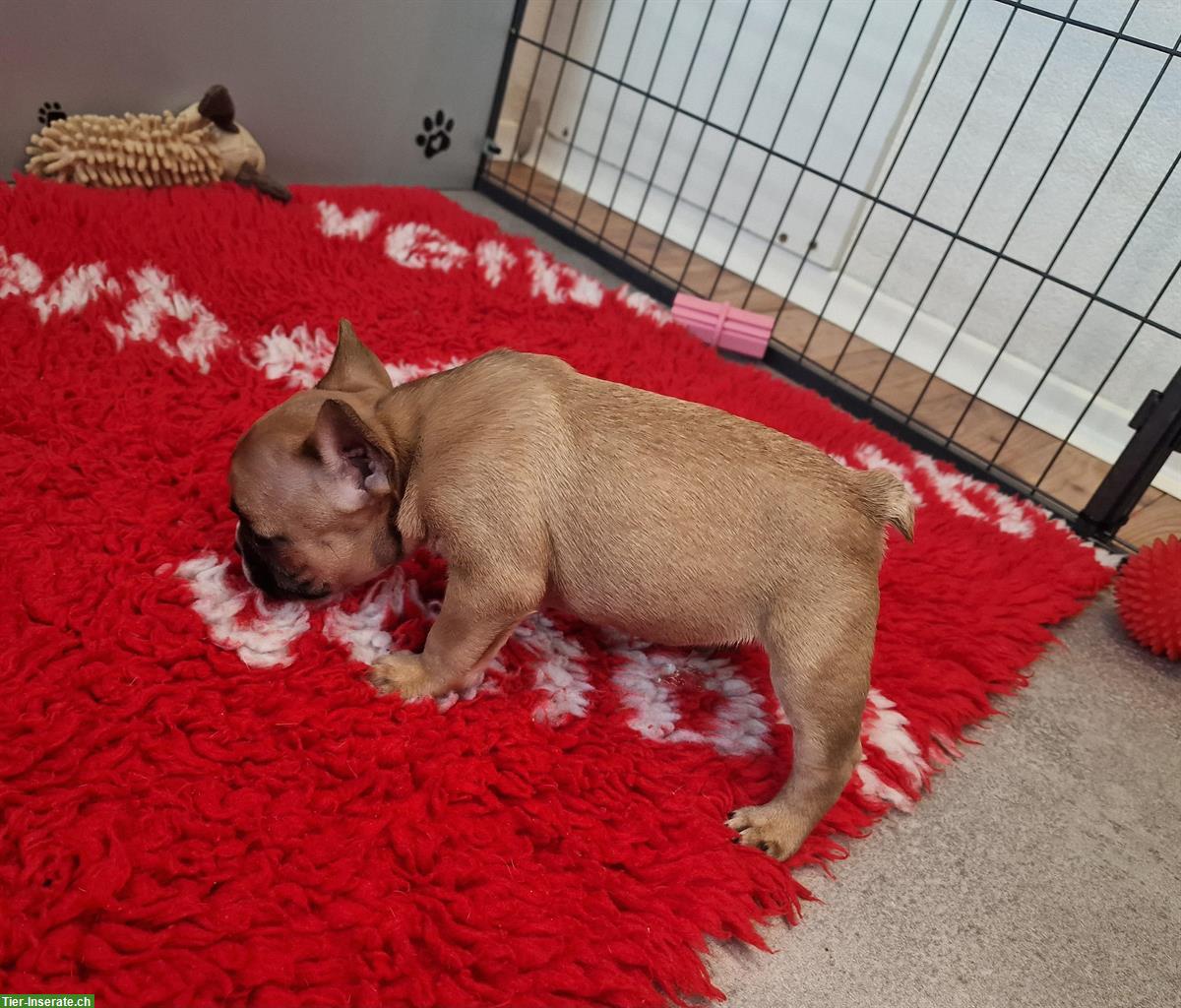 Bild 4: Französische Bulldogge Welpe mit Ahnentafel