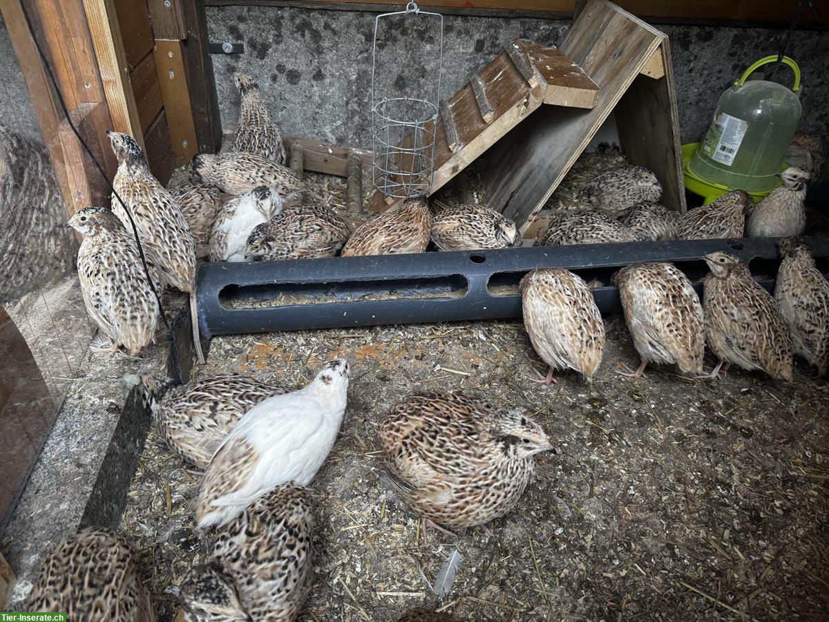 Wachtel Weibchen und Männchen zu verkaufen