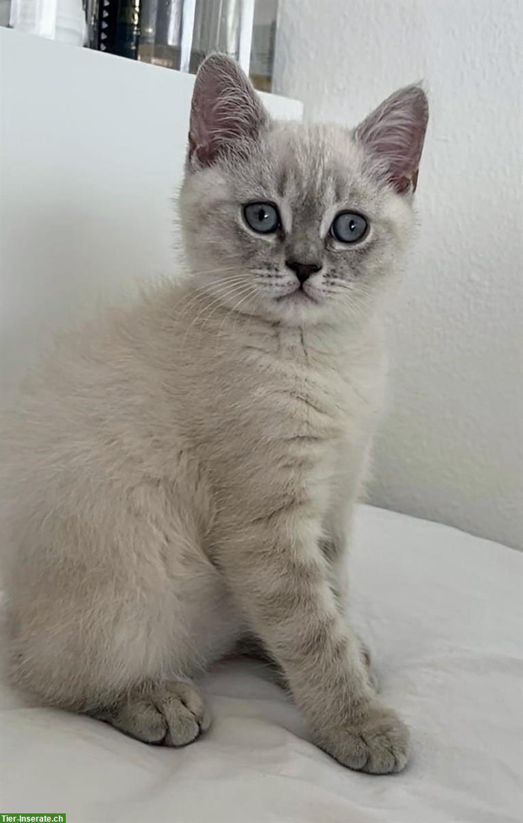 🐾 BKH Kitten & Herzensbrecherin Nala sucht liebes Zuhause! 🐾