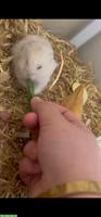 Teddyhamster Männchen mit Käfig und Zubehör