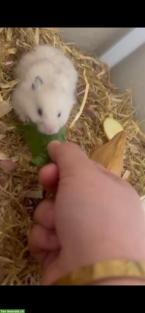 Bild 2: Teddyhamster Männchen mit Käfig und Zubehör