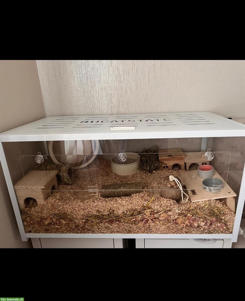 Bild 4: Teddyhamster Männchen mit Käfig und Zubehör