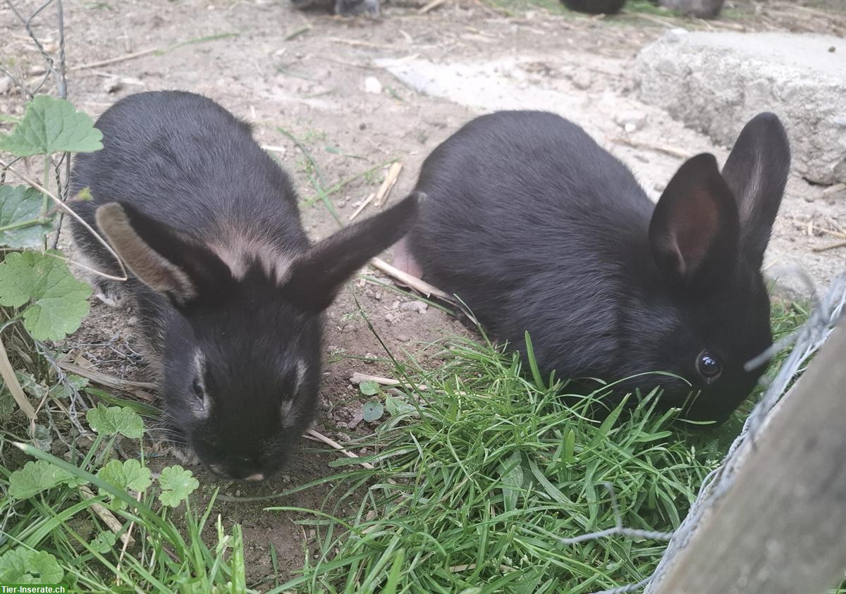 Junge Kaninchen an gute Plätze abzugeben