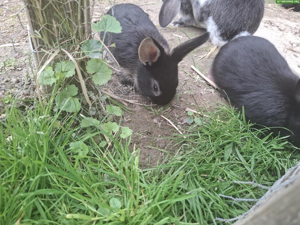 Bild 3: Junge Kaninchen an gute Plätze abzugeben