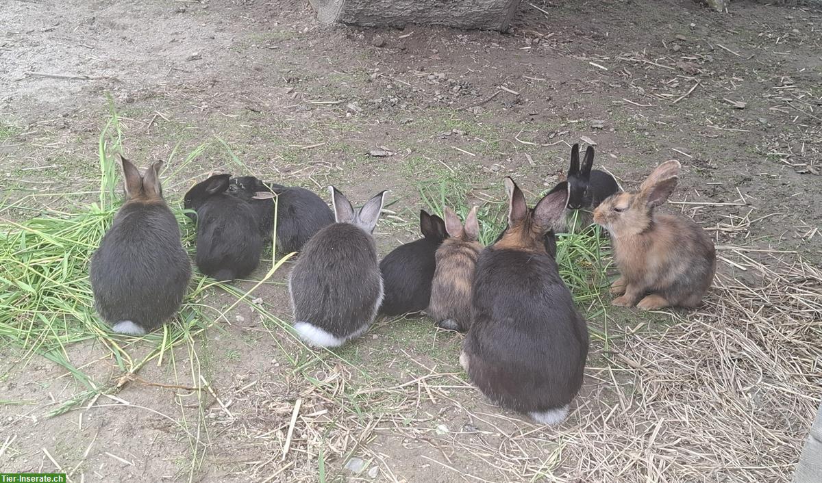 Bild 4: Junge Kaninchen an gute Plätze abzugeben