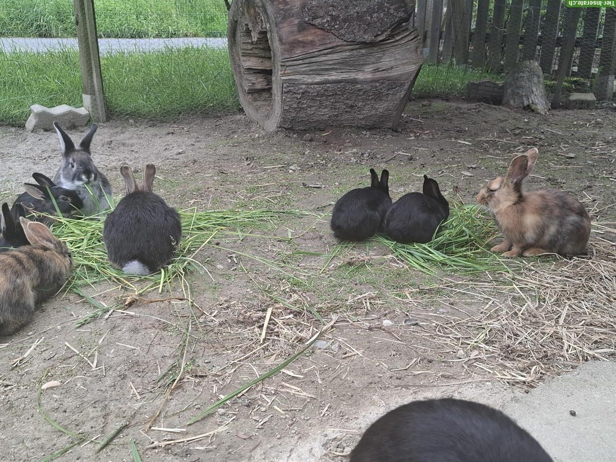 Bild 5: Junge Kaninchen an gute Plätze abzugeben