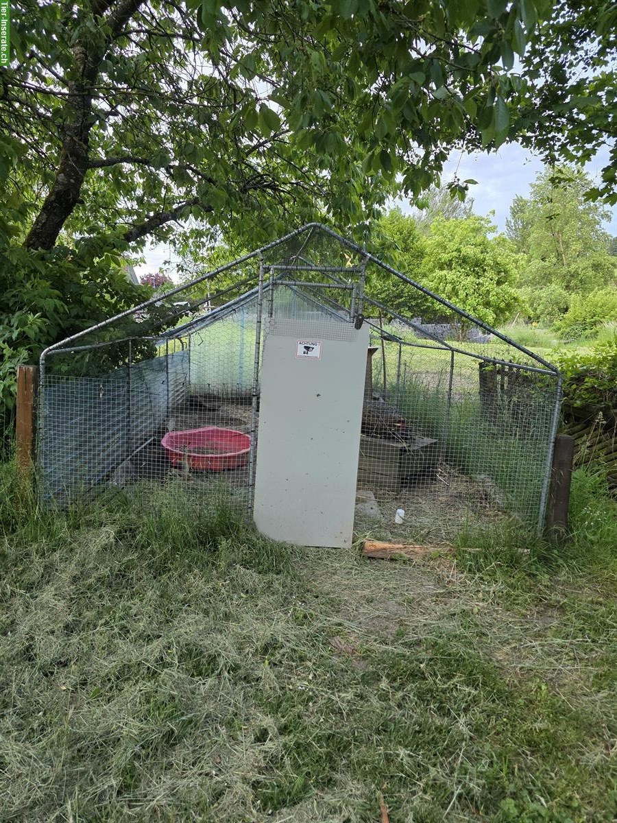 Grosses Freilauf-/Kleintiergehege 3x6x2m zu verkaufen