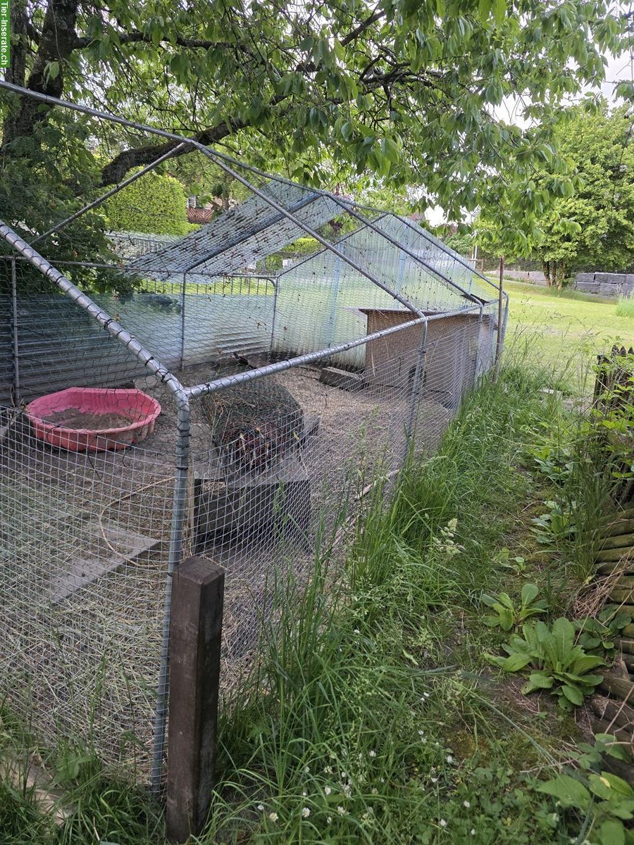 Bild 2: Grosses Freilauf-/Kleintiergehege 3x6x2m zu verkaufen
