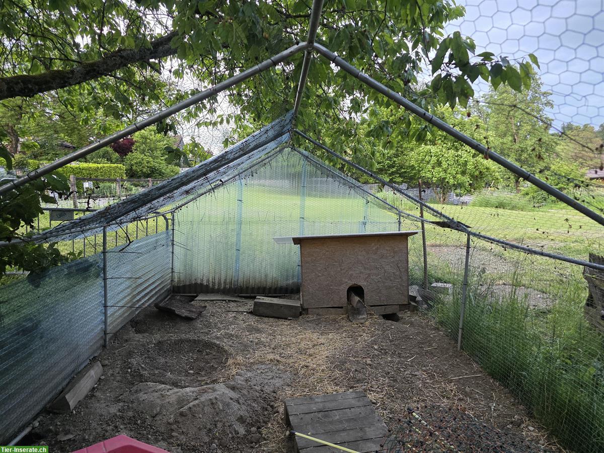 Bild 3: Grosses Freilauf-/Kleintiergehege 3x6x2m zu verkaufen