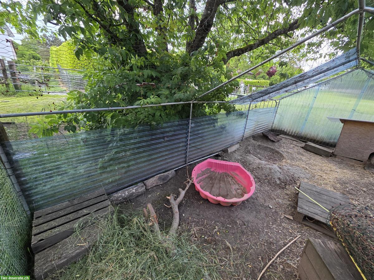 Bild 4: Grosses Freilauf-/Kleintiergehege 3x6x2m zu verkaufen