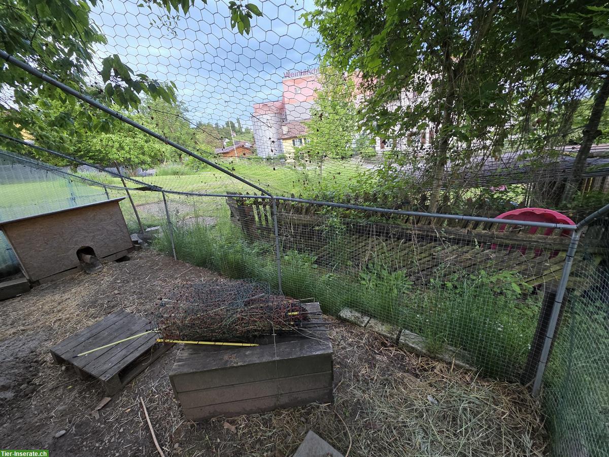 Bild 5: Grosses Freilauf-/Kleintiergehege 3x6x2m zu verkaufen