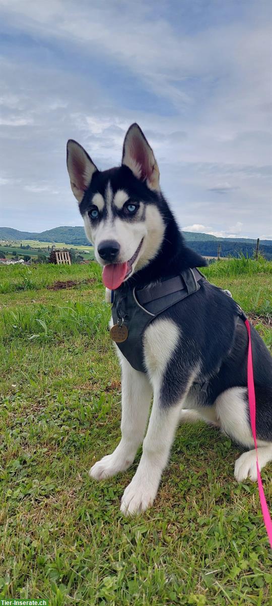 Junge Husky Hündin Alma sucht aktives, liebevolles Zuhause