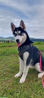 Junge Husky Hündin Alma sucht aktives, liebevolles Zuhause