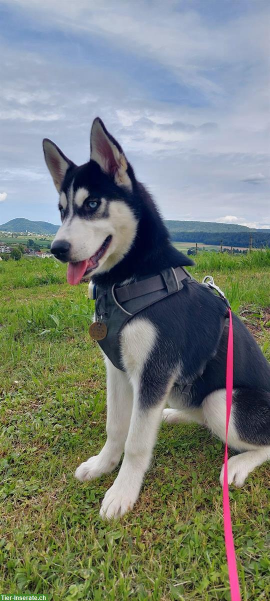 Bild 2: Junge Husky Hündin Alma sucht aktives, liebevolles Zuhause